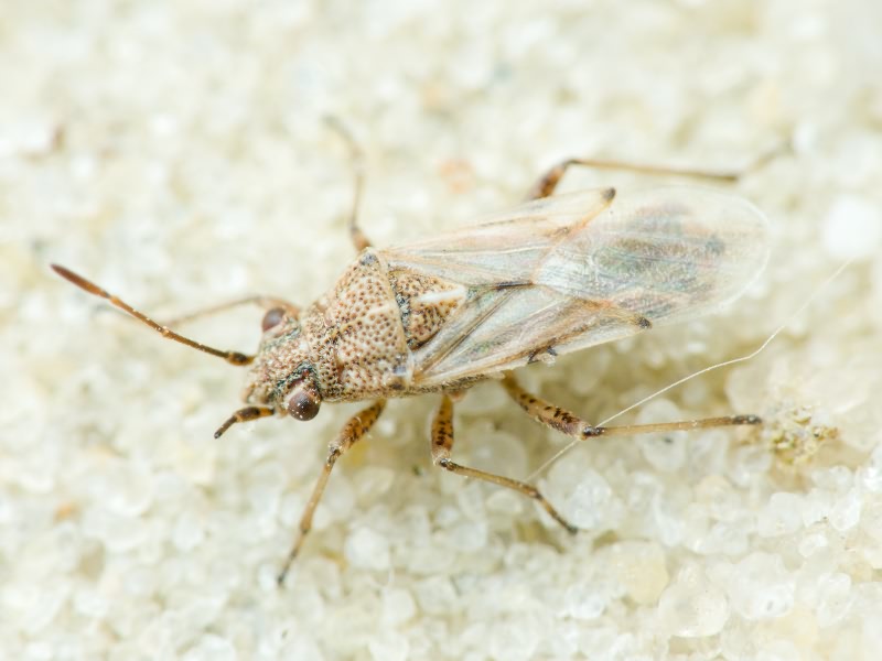 Nysius